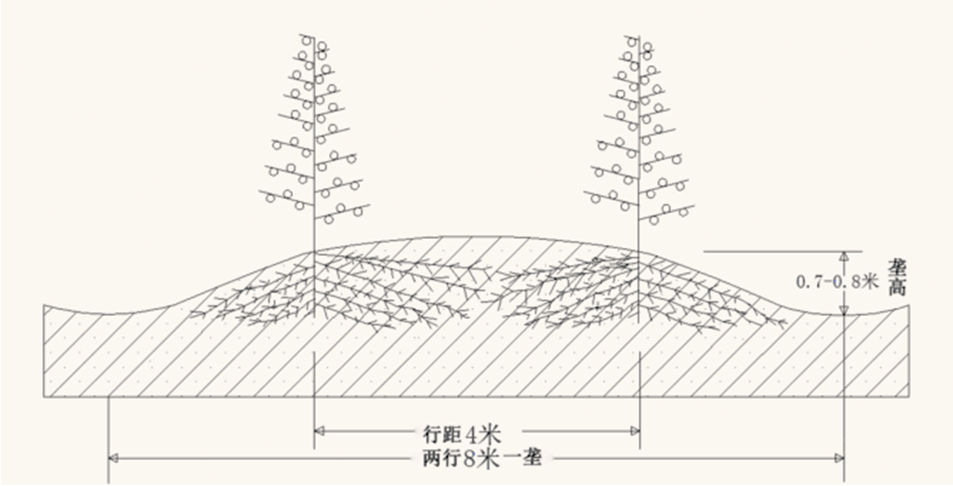 两行一垄栽培模式