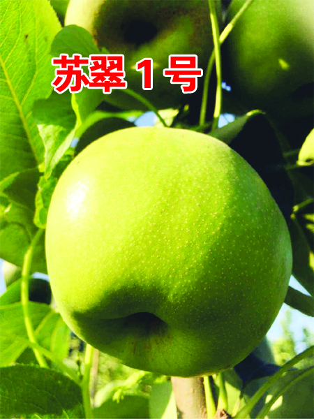 �մ�1��