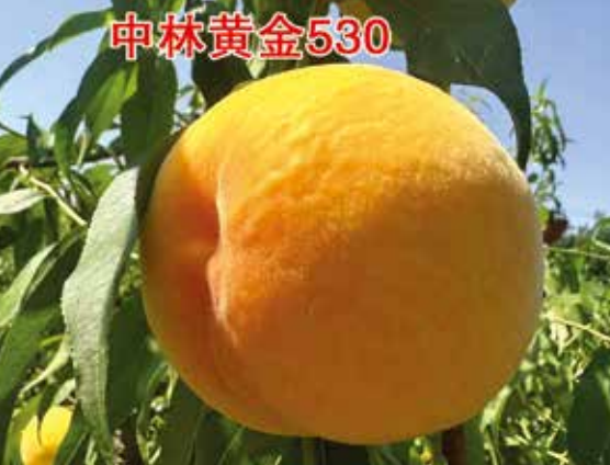 ֻƽ530