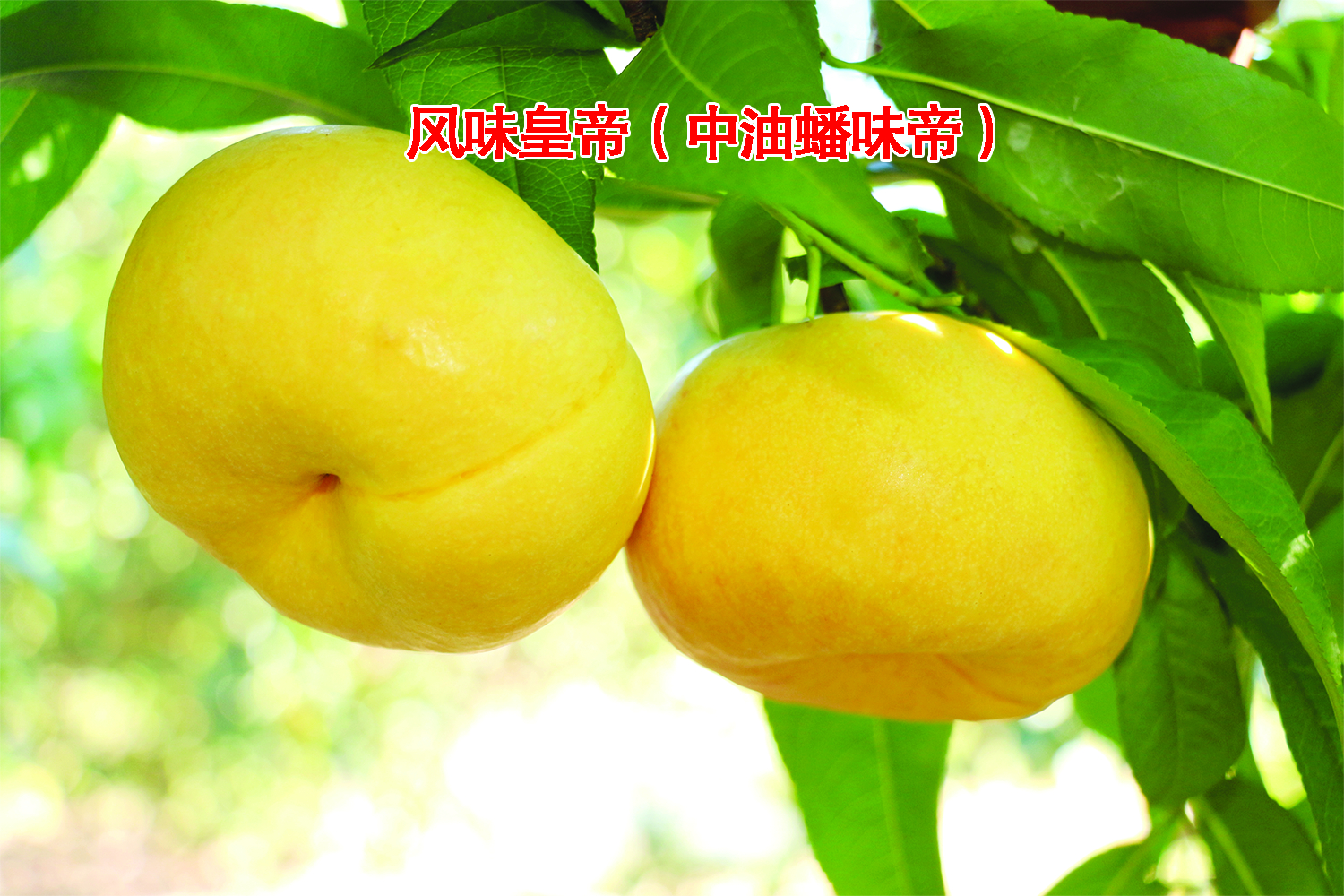 ζʵ