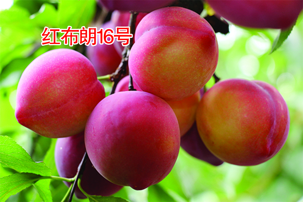첼16
