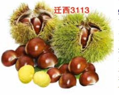 Ǩ3113