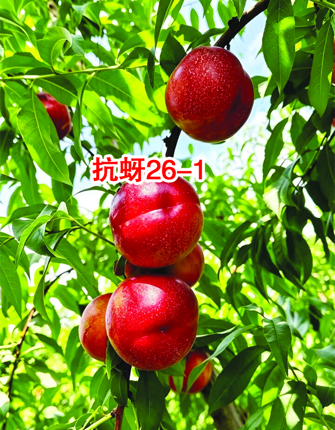 ����26-1